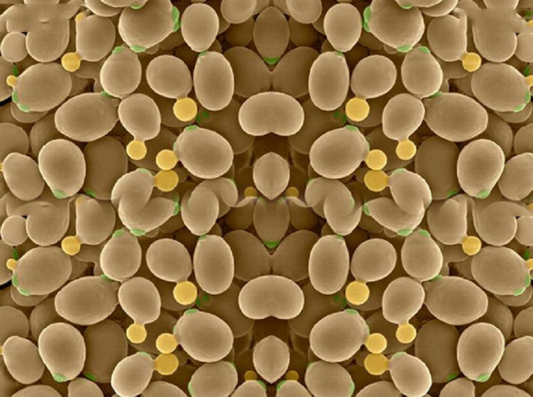 How Should Breweries Store Yeast? Tiantai® Beer Brewing Brewery Equipment