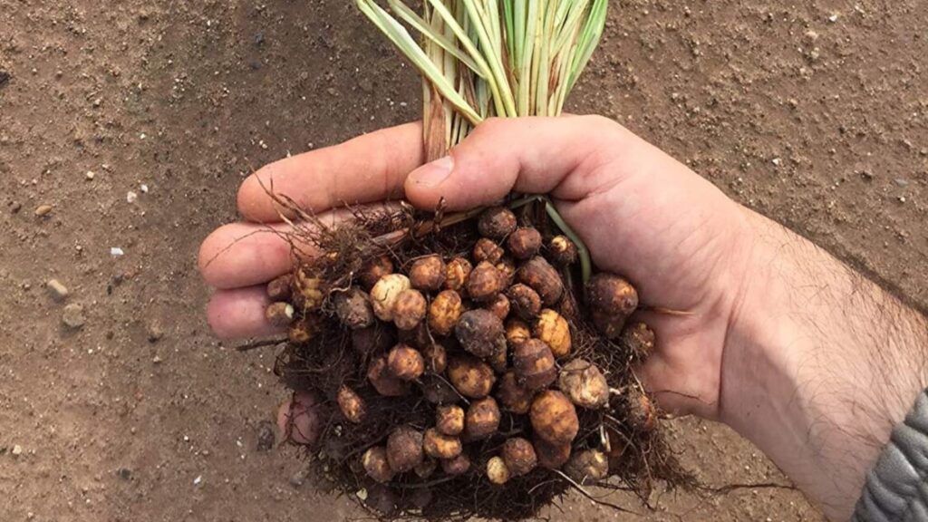 Cyperus chufa tubers and leaves
